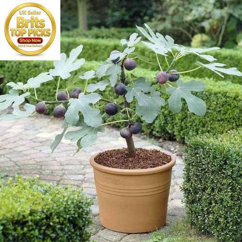 Fig tree brown turkey - fig, turkey'