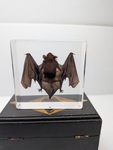 Taxidermy resin - in,