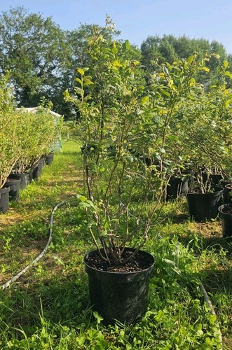 Large blueberry bush 100cm - blueberry, 70-100cm