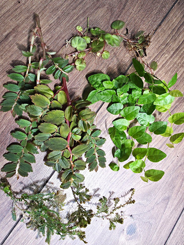 Terrarium plant bundle - ,
