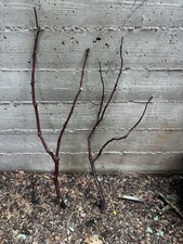 Two Large Manzanita Branches