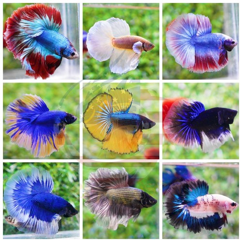 Live betta fish high - betta, quality
