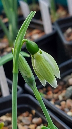 Galanthus margaret biddulph - margaret,