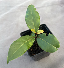 Cooking Herb Bay Tree Plant in 8cm Pot Laurus Nobilis 19cm High