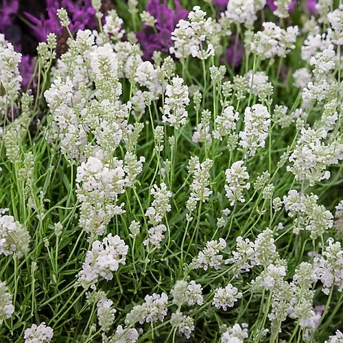 Lavender white angustifolia