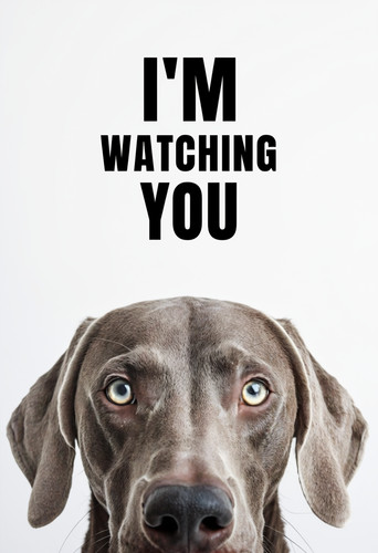 Weimaraner watching you - i’m,