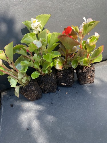Large begonia organdy - 4,