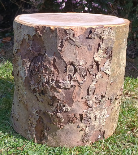 Tree stump seat - fire, pit