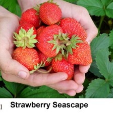 Seed Seascape Strawberry Big Fruit Until Mid-October Edible Seeds Great CANADA