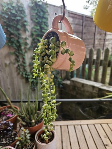 Succulent string bundle - 5, x