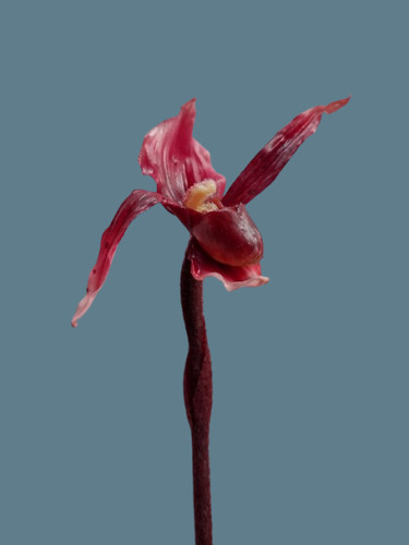 Artificial phragmipedium lady - phragmipedium,