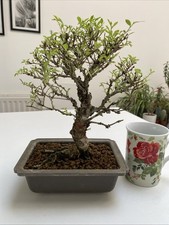 Cork Bark Chinese Elm Bonsai