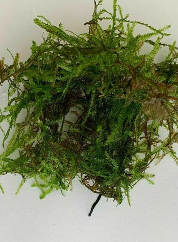 10g java moss live aquarium - java,