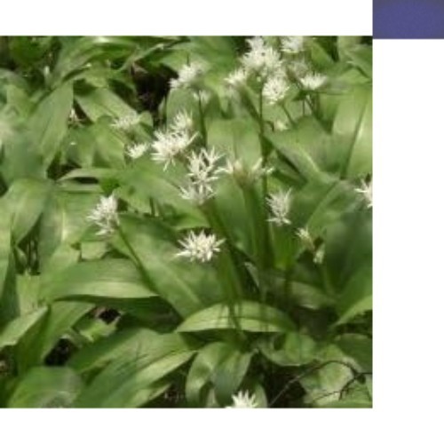 Organic wild garlic - garlic,