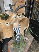 Stunning Full Mount African