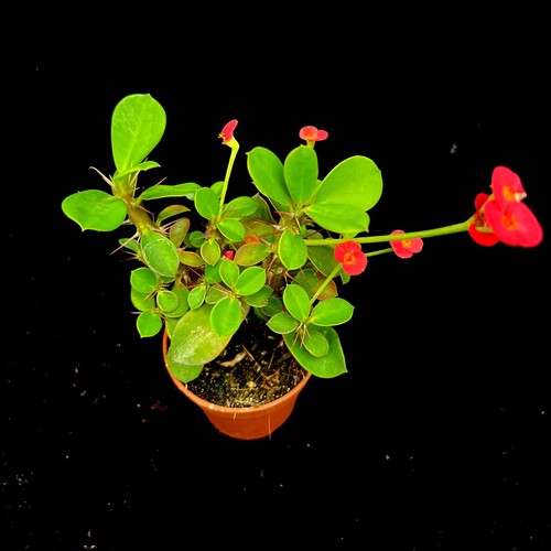 Euphorbia milii vulcanus - euphorbia,