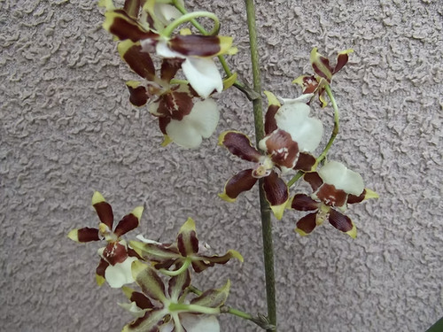 Oncidium guann shin flower - shin, `flower