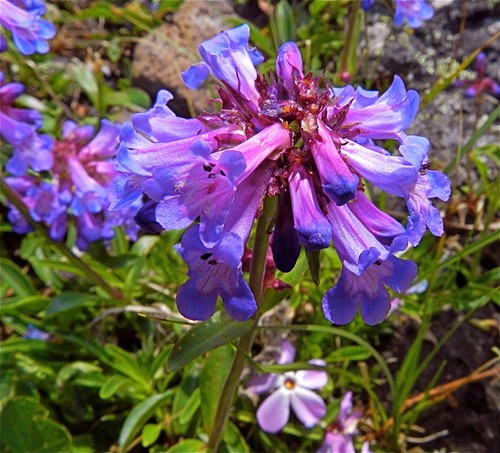 Penstemon hardy perennial - hardy,