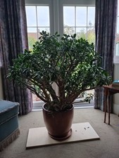 Very Large, Well Loved, Mature Jade Plant, 2 Available