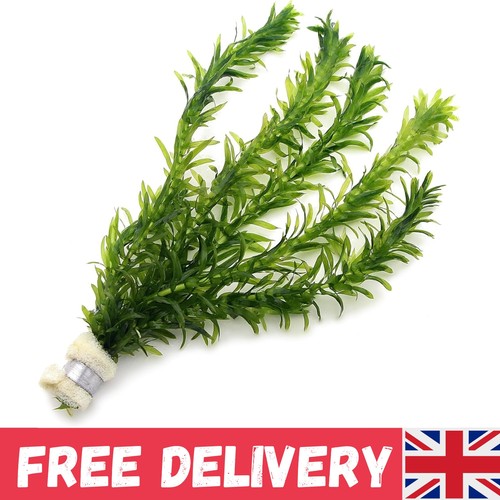 Elodea densa 1 bunch - elodea,