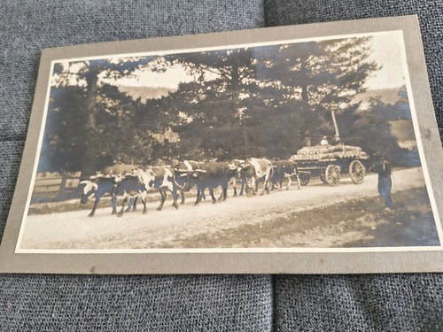 Cattle trailer stockman - trailer,