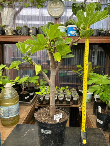 Fig tree desert king - fig,