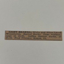 Light Brahma White & Silver