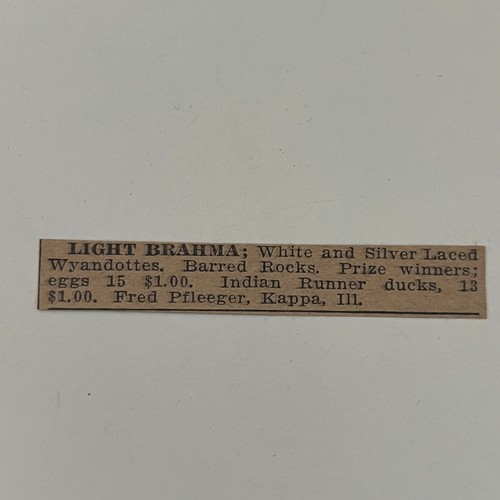 Light brahma white - light,