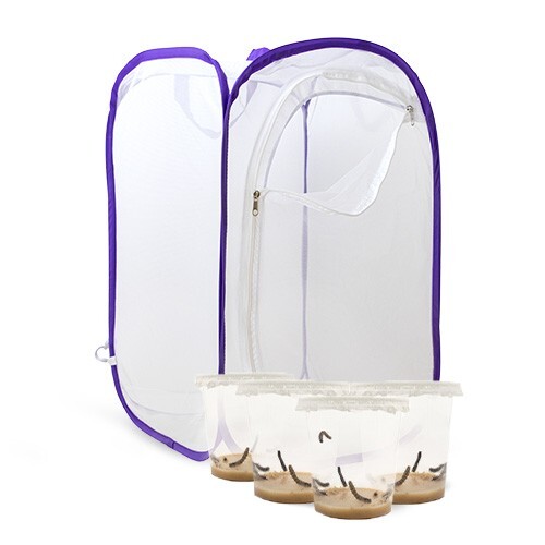 Breeding butterflies - breeding, butterflies: