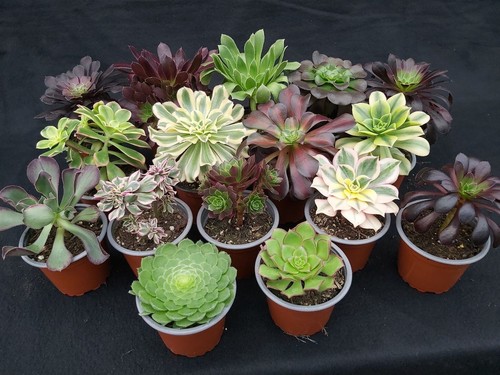 Aeonium collection - aeonium,