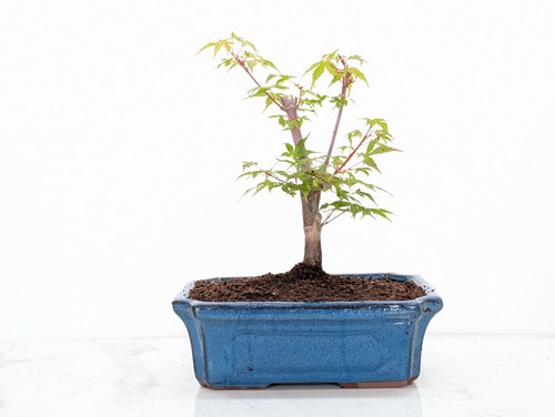 Japanese maple katsura - ', katsura'