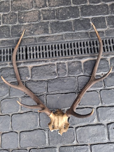 Red stag mounted antlers - antlers, on