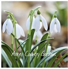 50 Organic Native Single Snowdrop bulbs available now 🦋🐞