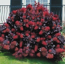 Cotinus ‘Royal Purple’ The