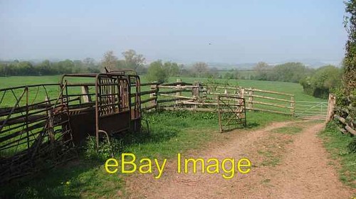 Photo 6x4 old - photo, cattle