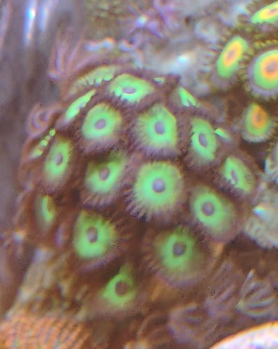 Wysiwyg zoa zoas soft - zoa,