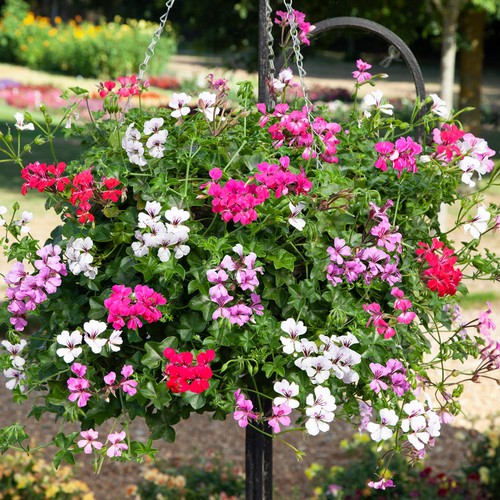 Ivy geranium reach out - geranium, mix