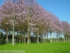 Paulownia fastest-growing tree