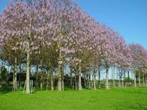 Paulownia fastest growing tree - paulownia, fastest-growing