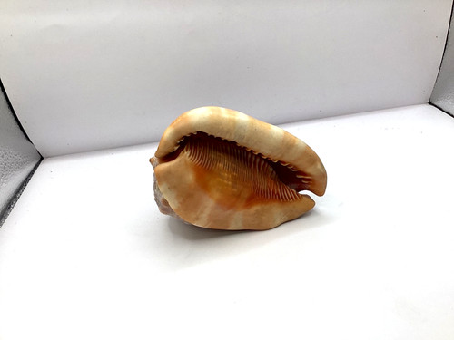 Good condition natural queen - natural,