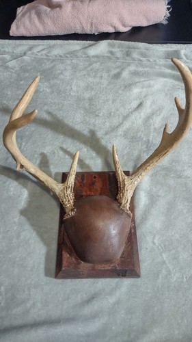 Vintage mounted deer antlers - vintage,