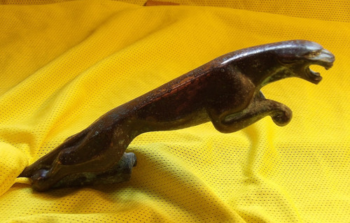 Early bronze leaping - early, cat