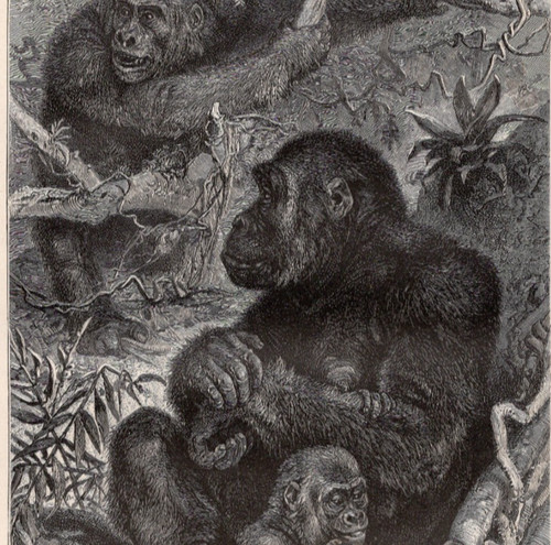 Gorilla family mama papa - family, &