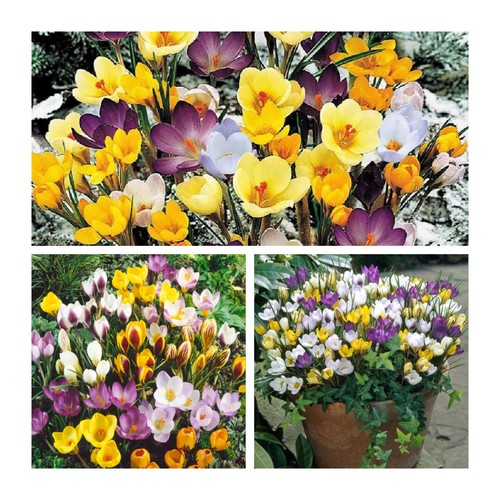 Mixed species crocus flower - species,