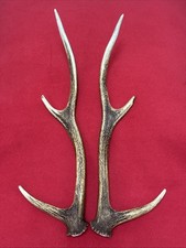 PAIR OF SIKA DEER ANTLERS 377g.   aprox. 38/39,5cm.