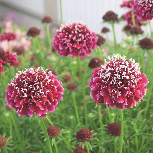 Scabious scabiosa columbaria - scabious,