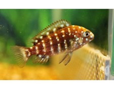 🌟 Tropheus Duboisi Maswa