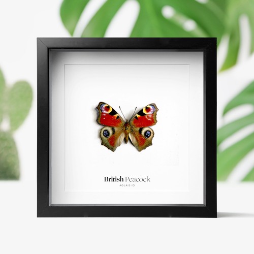 British peacock butterfly moth - peacock,