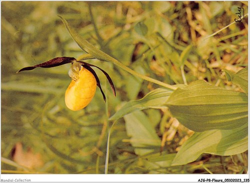 Ajgp8 0776 flower - ajgp8-0776,