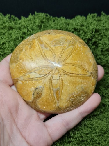 Madagascar sea urchin - urchin, fossil